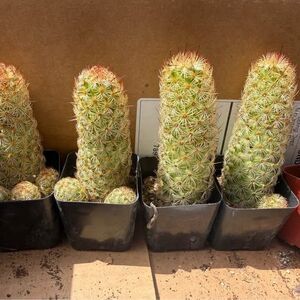 4 Live Cacti Plants (Mammillaria Elongata , Gold Lace Cactus / Ladyfinger Cactus